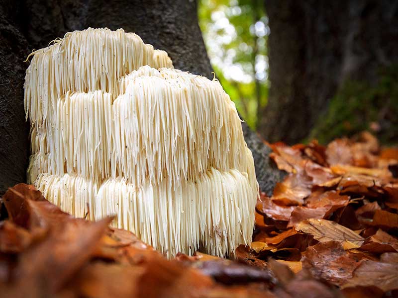 Lions mane rating