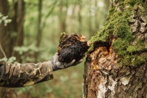 Chaga fresh tree 300x200 1