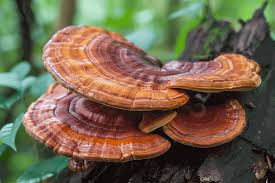 ImagesReishi 1
