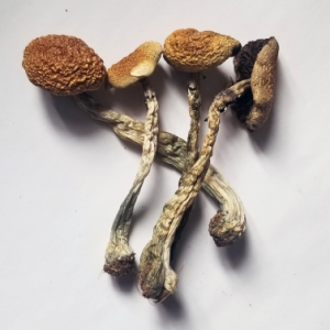 Psilocybe Azurescens Mushroom