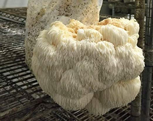 Lion's Mane Mushroom Strain
