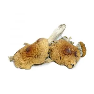 Penis Envy Mushroom Strain